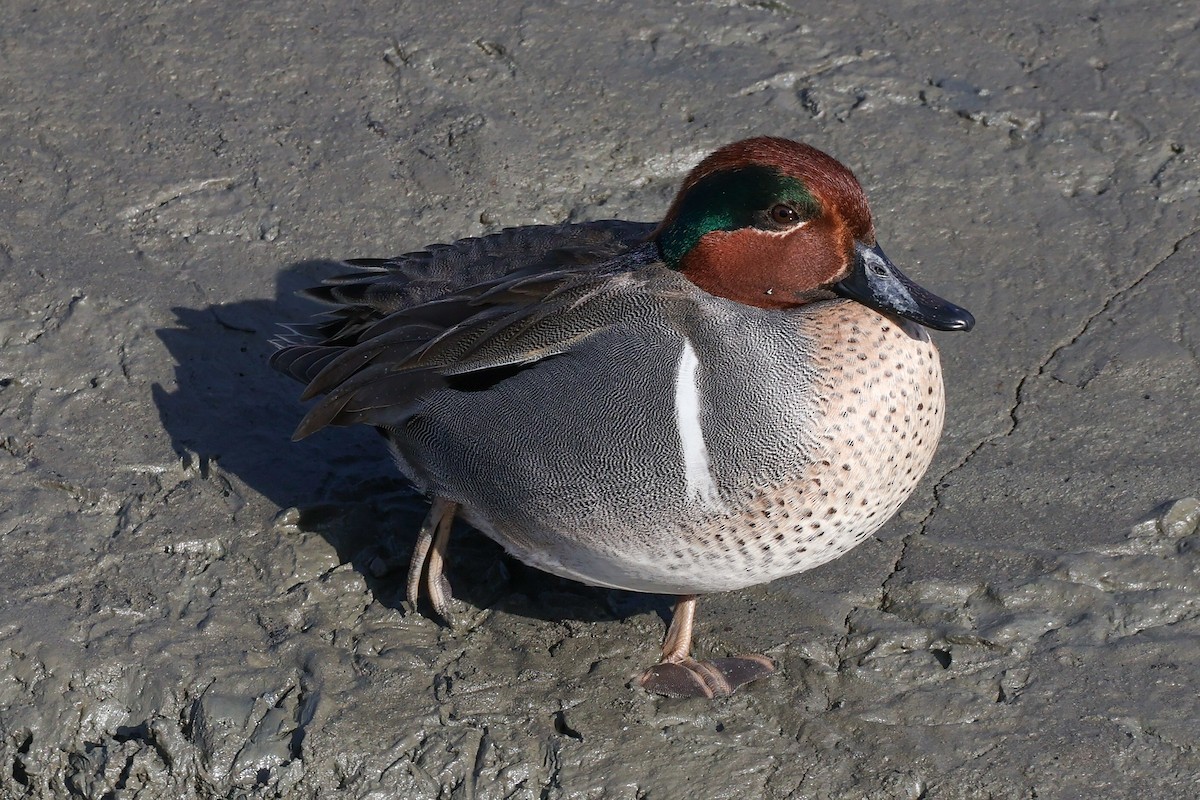 Green-winged Teal - ML614710659