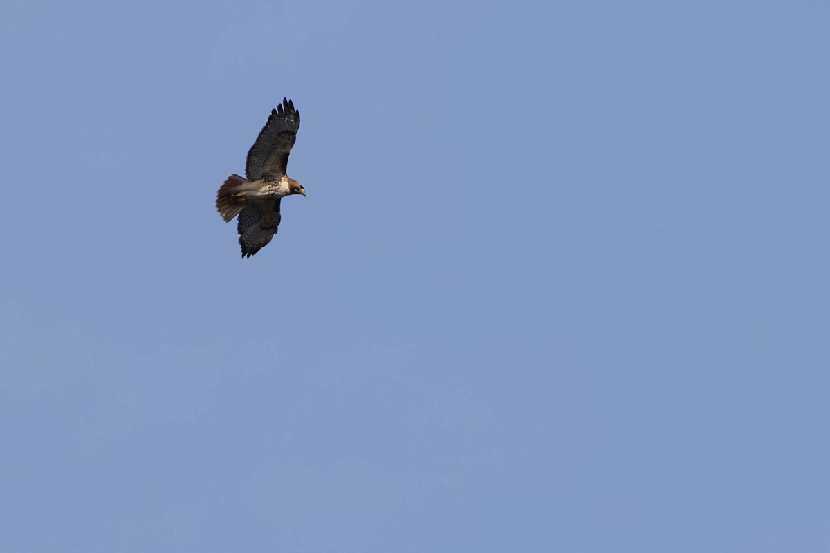 Red-tailed Hawk - ML614710696