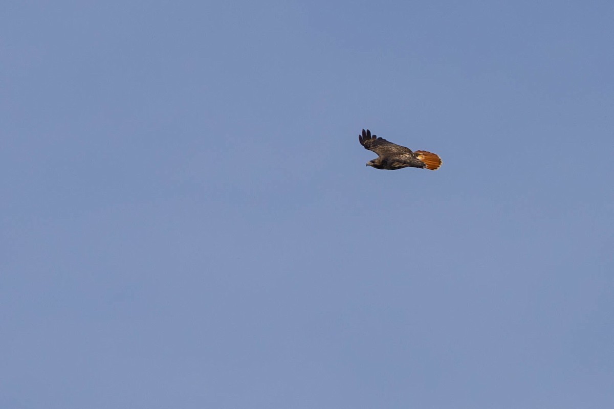 Red-tailed Hawk - ML614710697