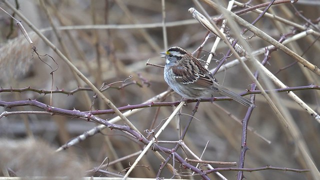 White-throated Sparrow - ML614710705