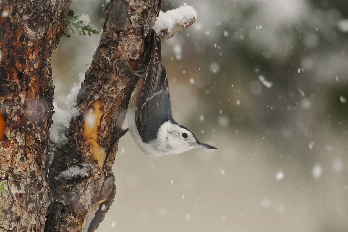 White-breasted Nuthatch - ML614711286