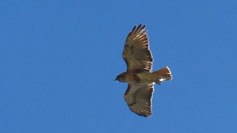 Red-tailed Hawk - Nicole  Rijsemus
