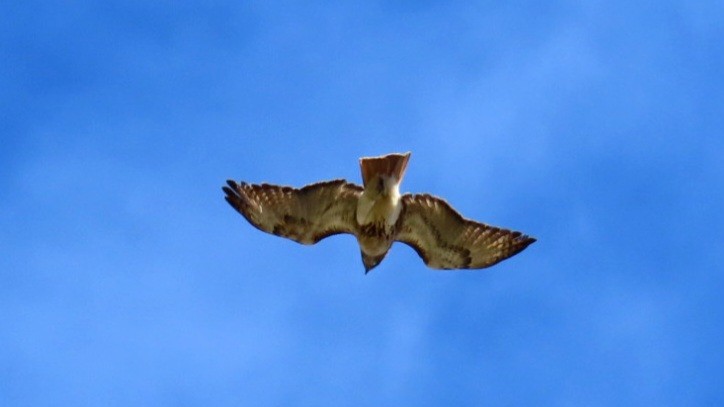 Red-tailed Hawk - ML614711361