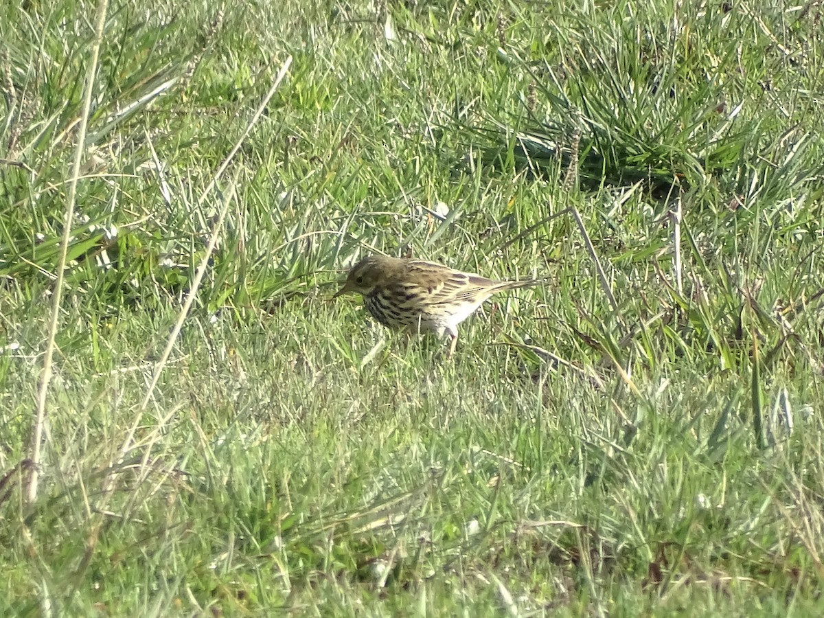 Meadow Pipit - ML614711423