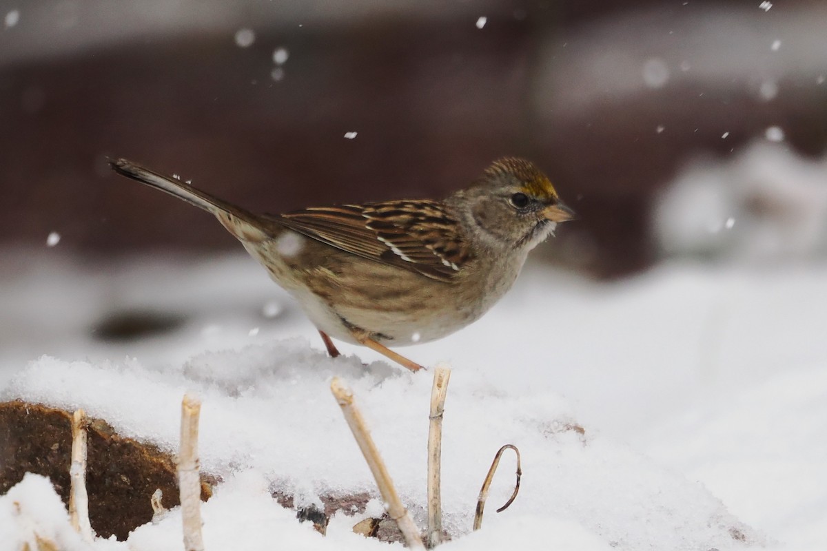 Golden-crowned Sparrow - ML614711522