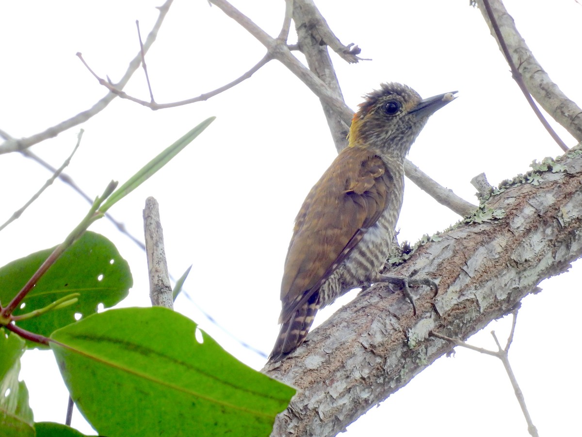 Yellow-eared Woodpecker - Rodrigo Quadros