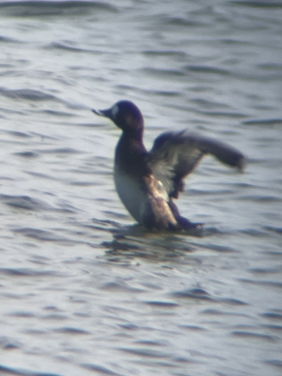 Greater Scaup - ML614711659