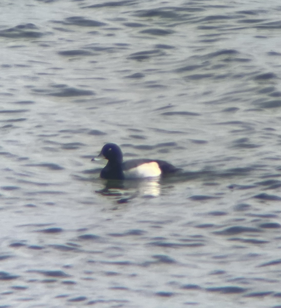 Greater Scaup - ML614711660