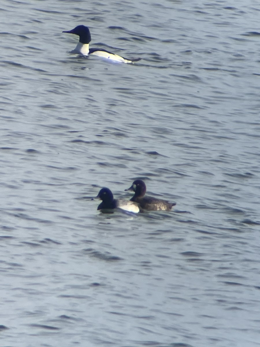 Greater Scaup - ML614711661
