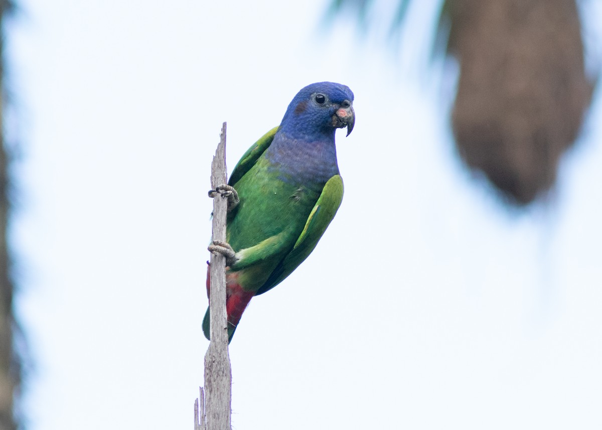 Blue-headed Parrot (Blue-headed) - ML614711696
