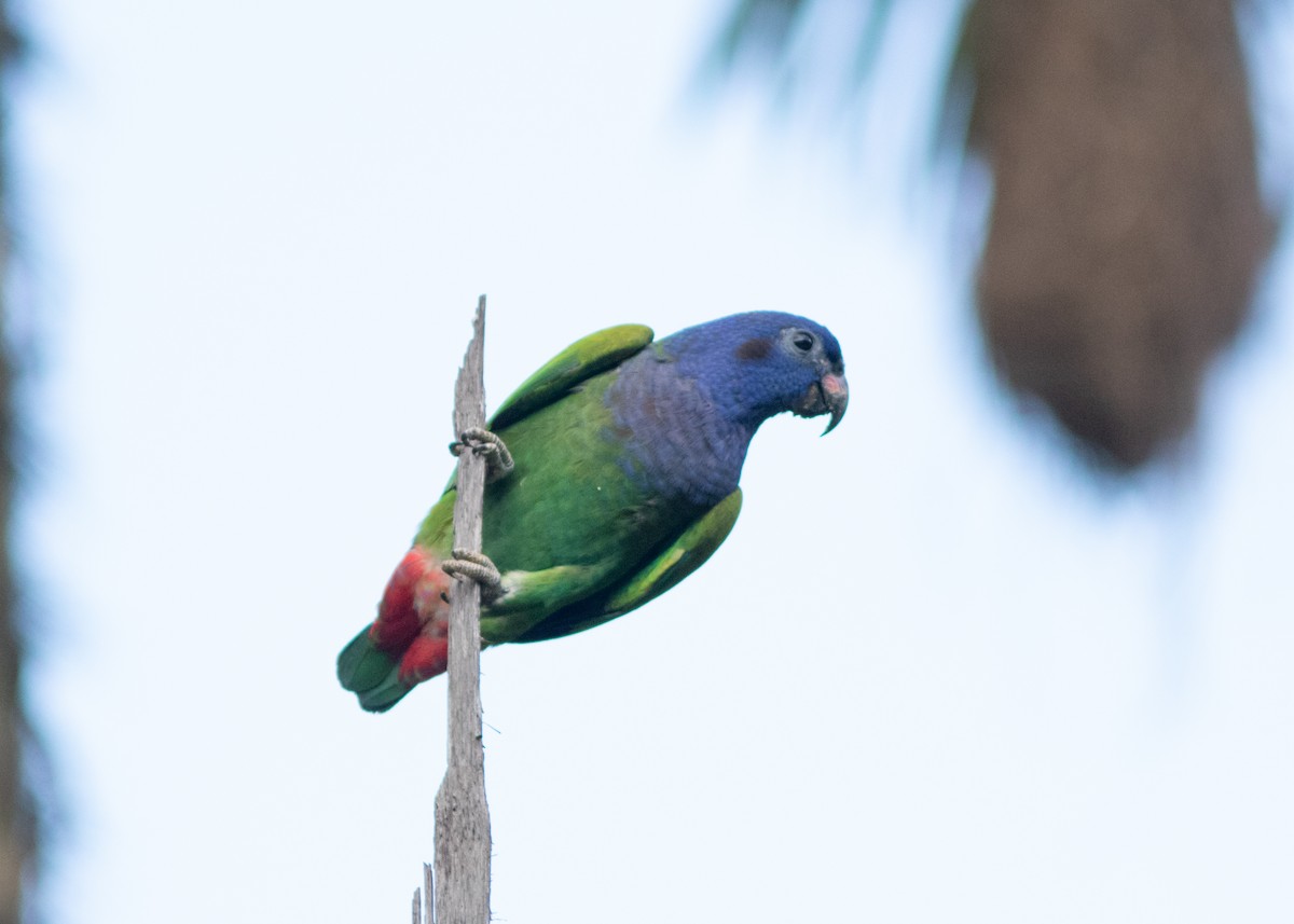 Blue-headed Parrot (Blue-headed) - ML614711697