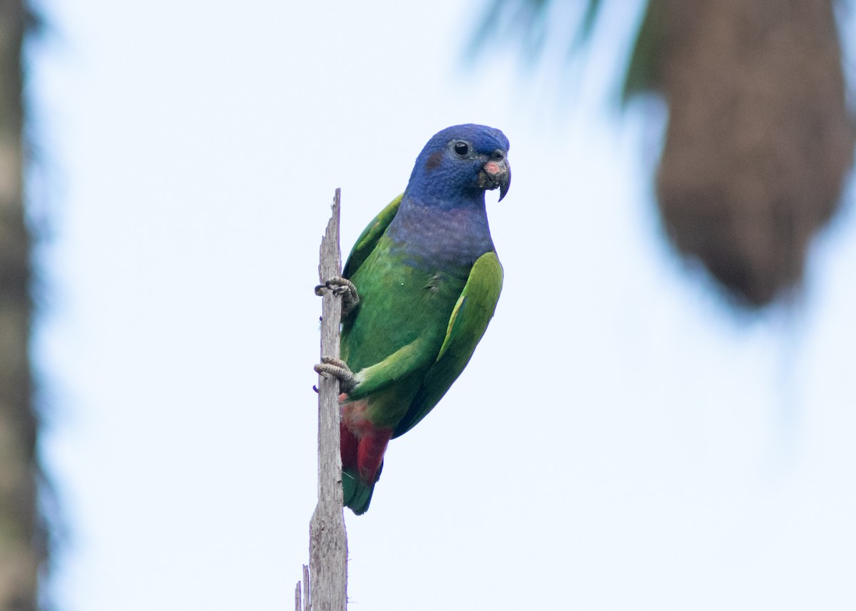 Blue-headed Parrot (Blue-headed) - ML614711698