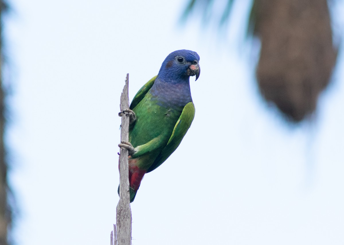 Blue-headed Parrot (Blue-headed) - Silvia Faustino Linhares
