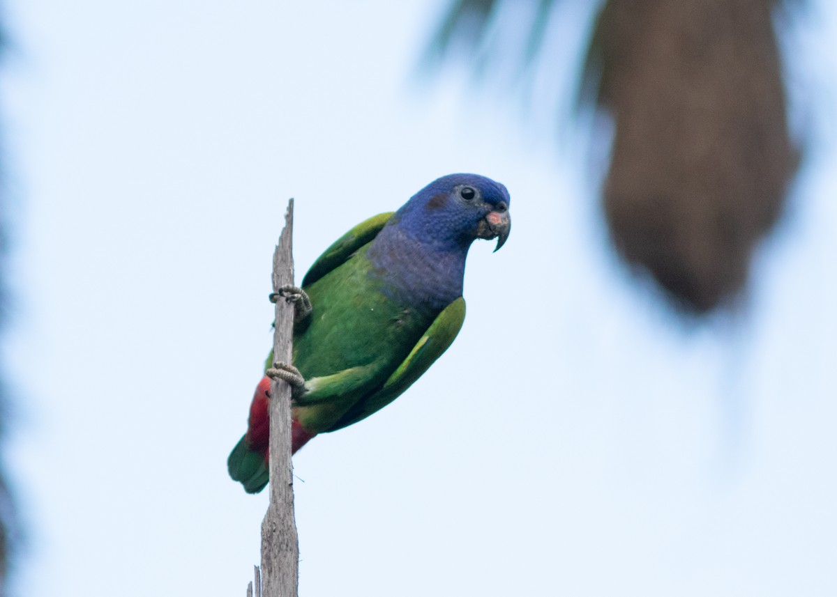 Blue-headed Parrot (Blue-headed) - ML614711700