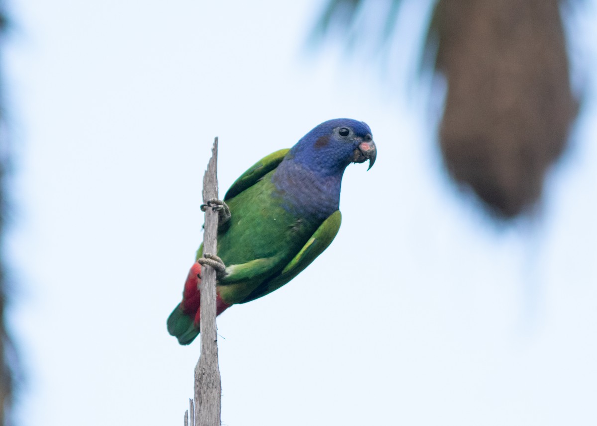 Blue-headed Parrot (Blue-headed) - ML614711701
