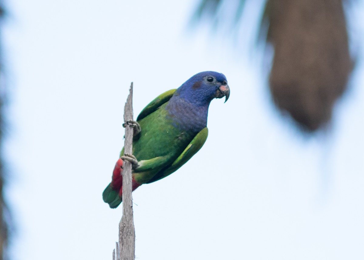 Blue-headed Parrot (Blue-headed) - ML614711702