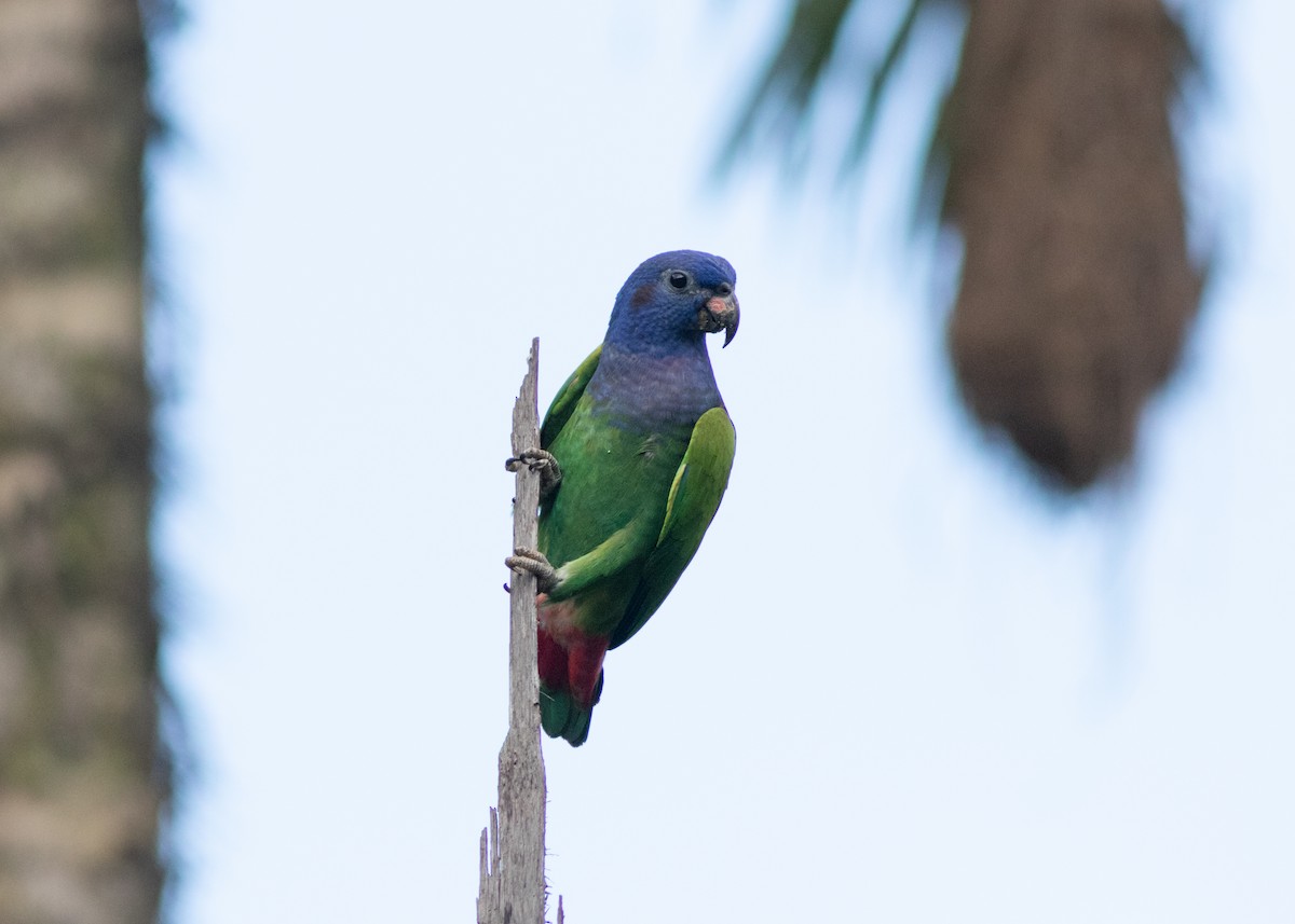 Blue-headed Parrot (Blue-headed) - Silvia Faustino Linhares