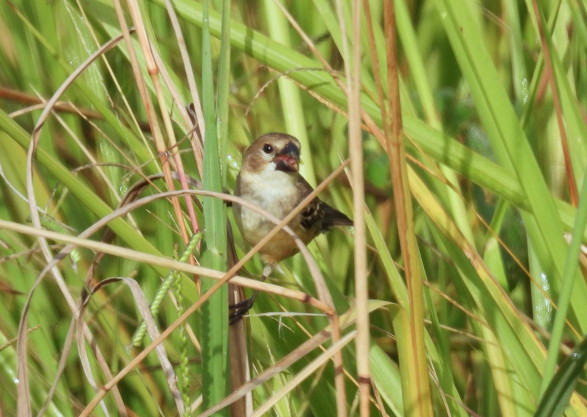 Rusty-collared Seedeater - ML614711798