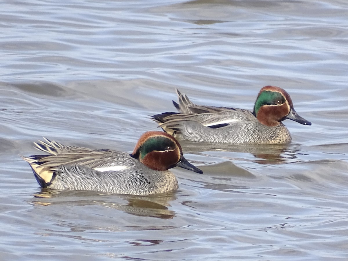 Green-winged Teal - ML614711853