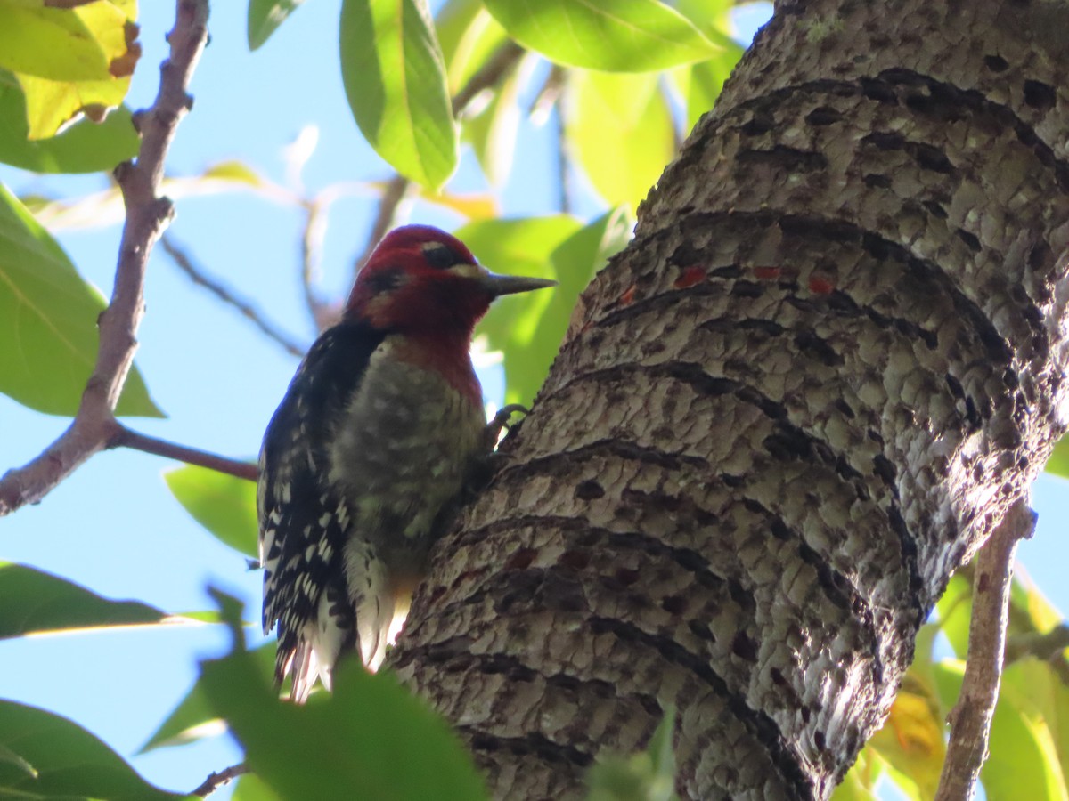 Red-naped x Red-breasted Sapsucker (hybrid) - ML614711903