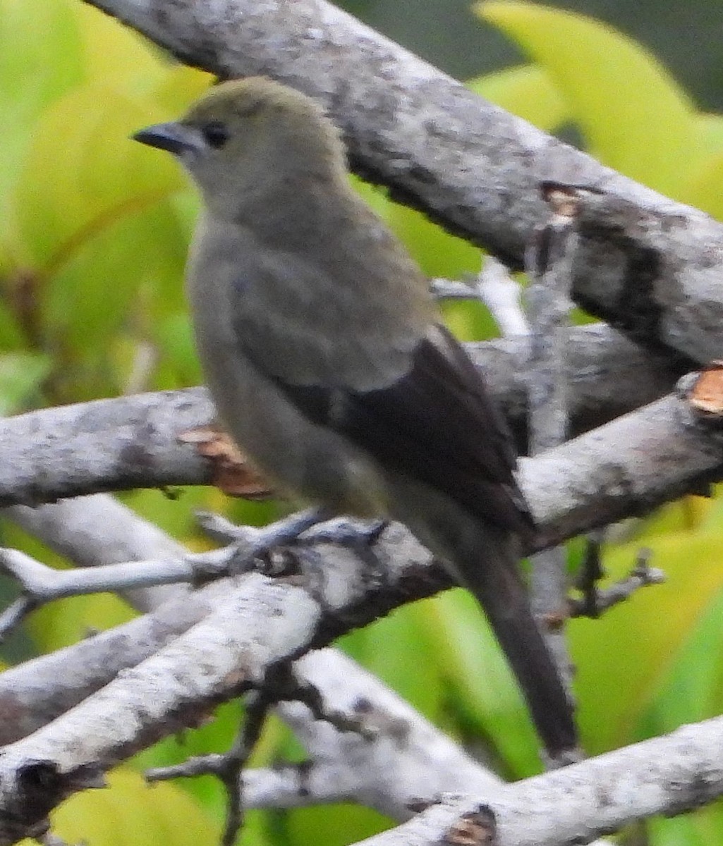 Palm Tanager - ML614712055