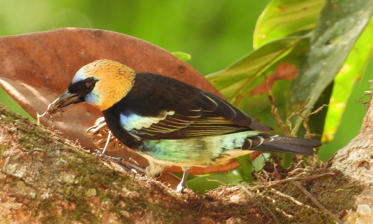 Golden-hooded Tanager - Chris Callinicos
