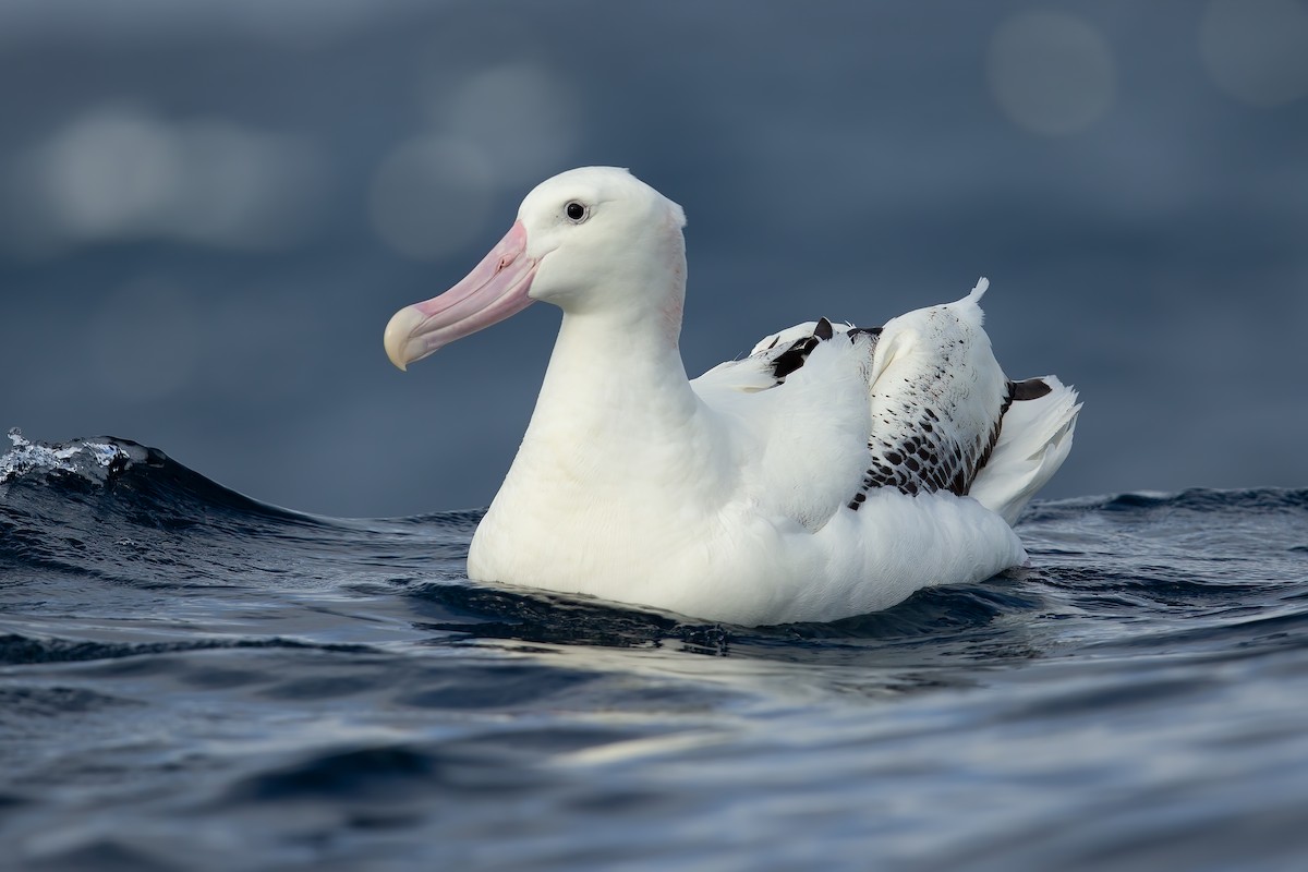 albatros stěhovavý - ML614712080