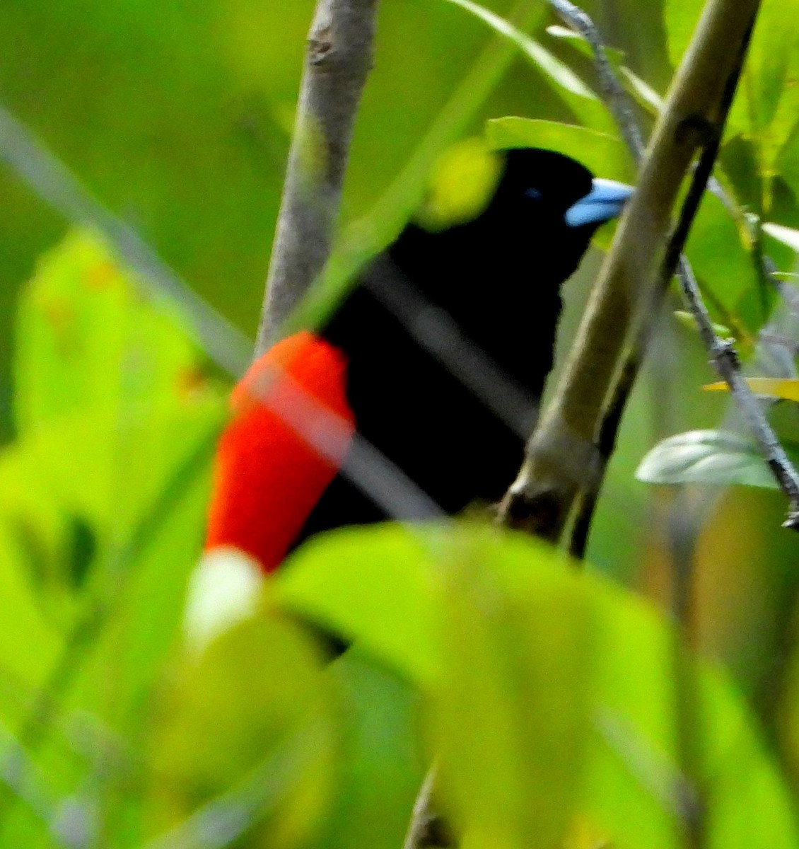Scarlet-rumped Tanager - ML614712090
