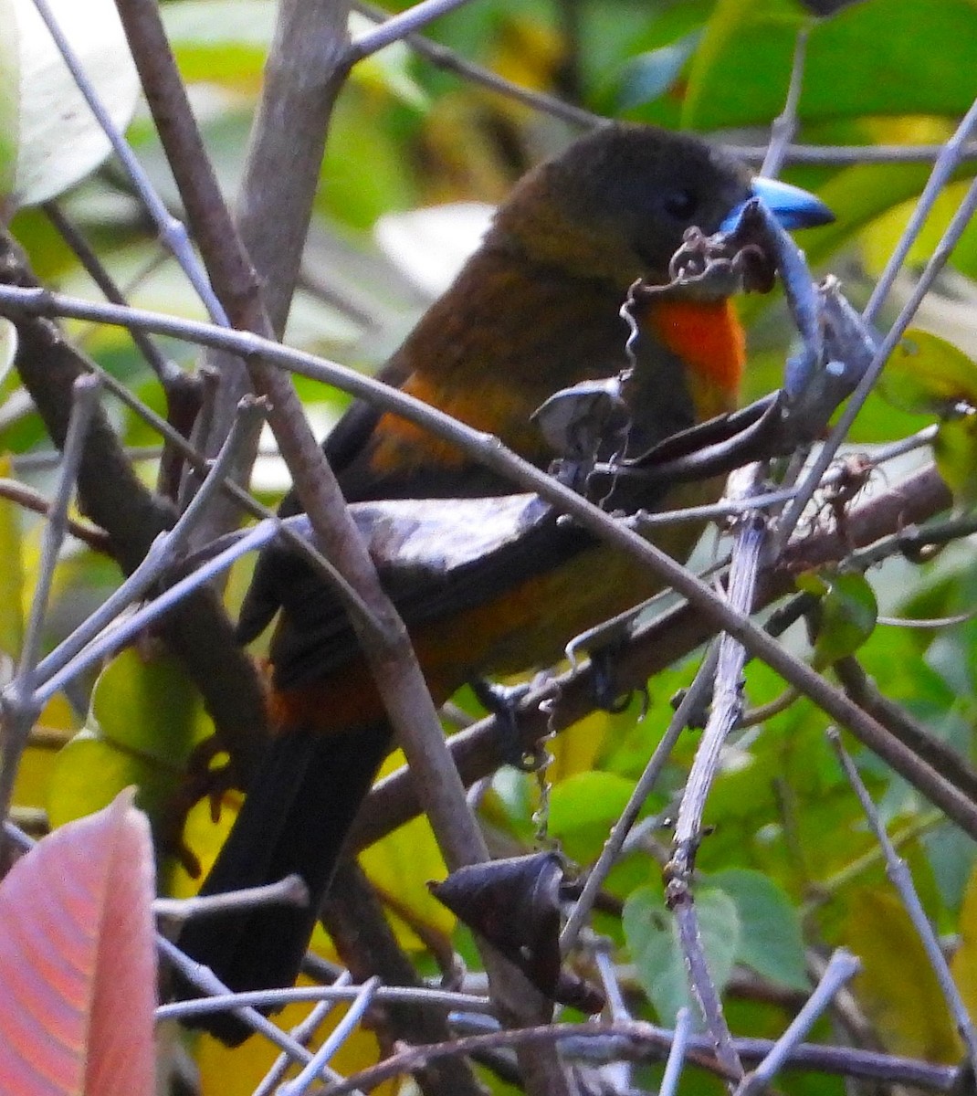 Scarlet-rumped Tanager - ML614712091