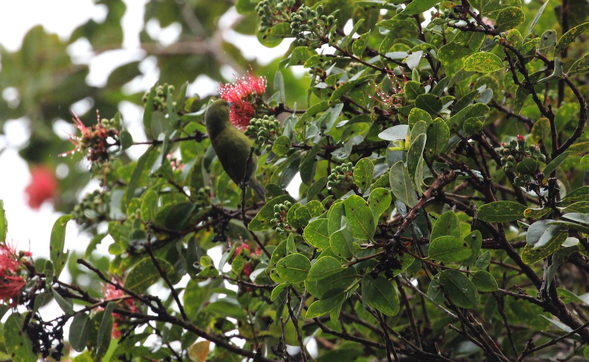 Hawaii-Amakihikleidervogel - ML614712182