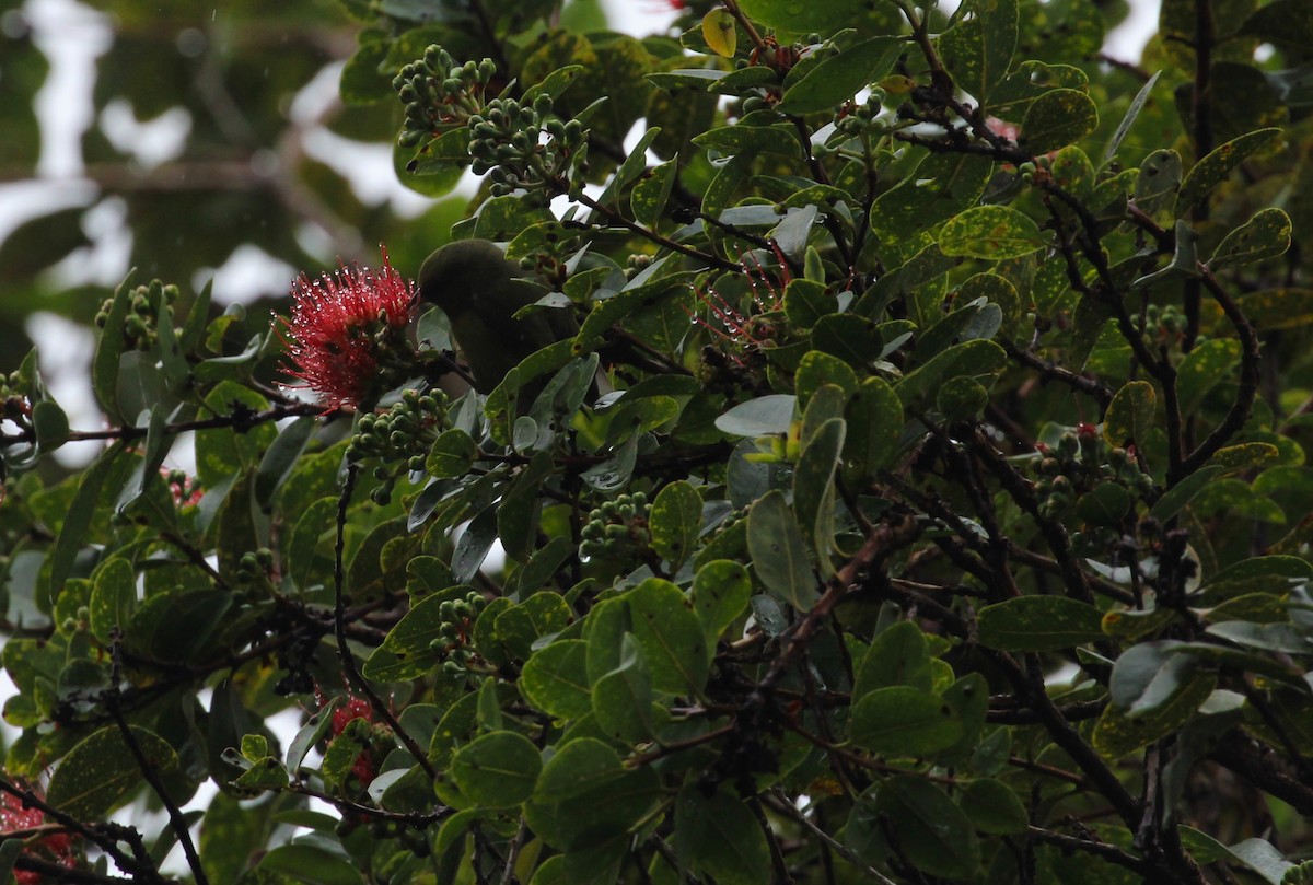 Hawaii-Amakihikleidervogel - ML614712183