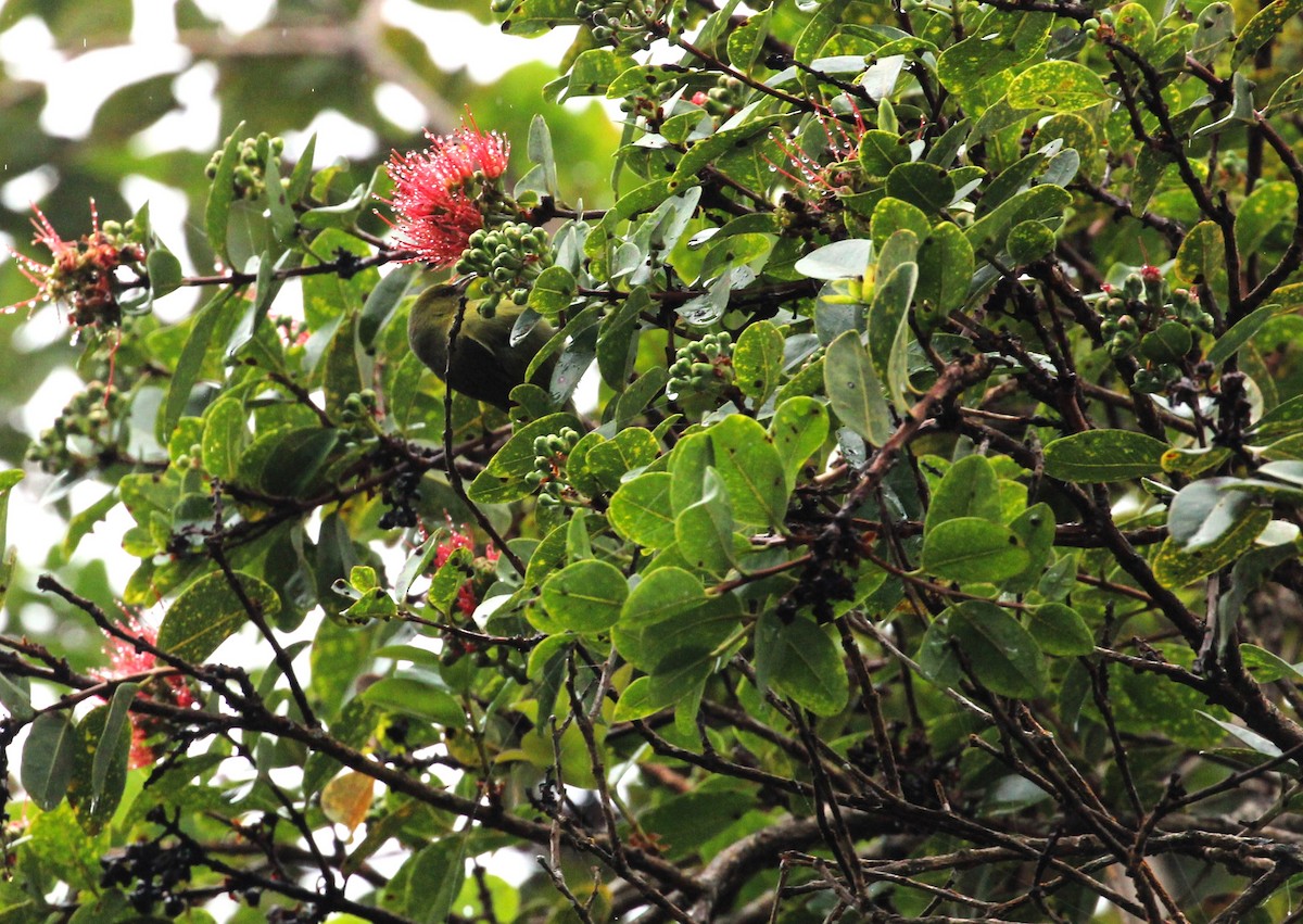 Hawaii-Amakihikleidervogel - ML614712187