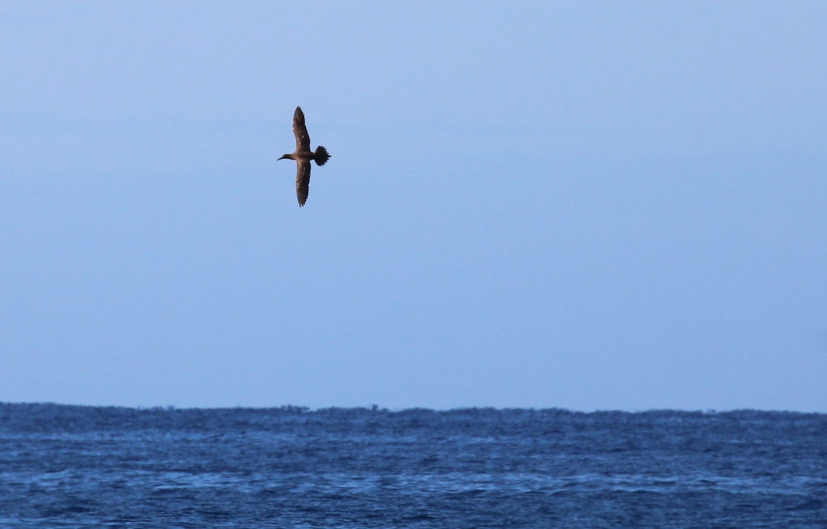 Brown Booby - ML614712260