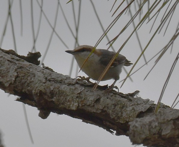 Brown-headed Nuthatch - ML614712690