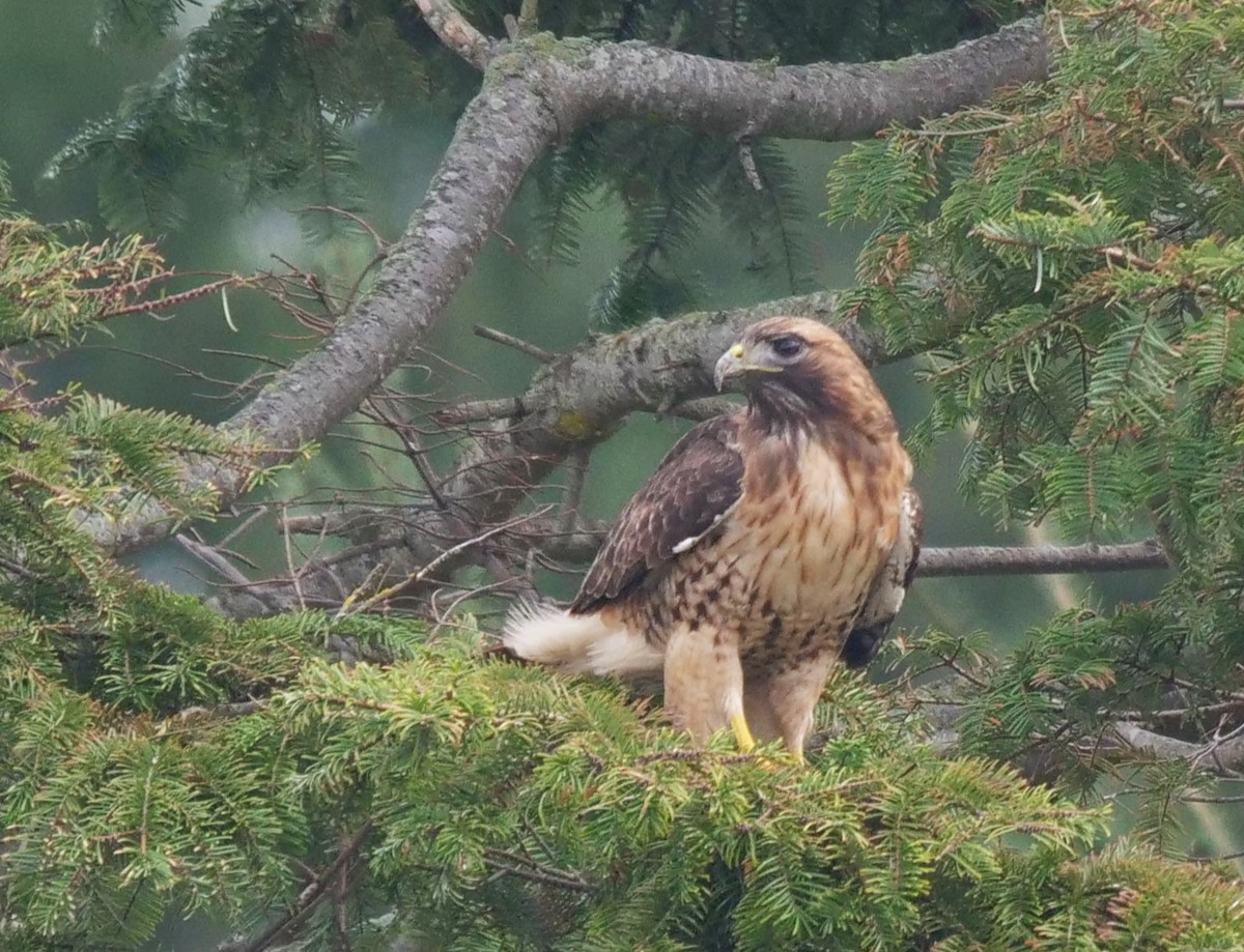 Red-tailed Hawk - ML614712876