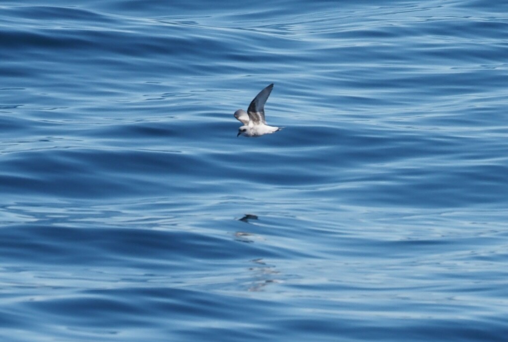 Fork-tailed Storm-Petrel - ML614713162