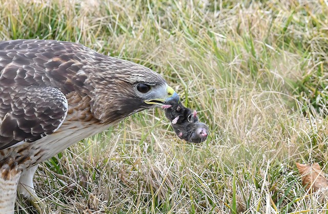 Diet and Foraging - Red-tailed Hawk - Buteo jamaicensis - Birds of