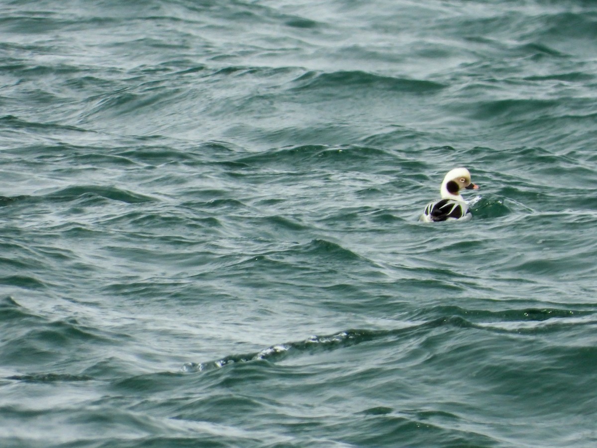 Long-tailed Duck - ML614713564