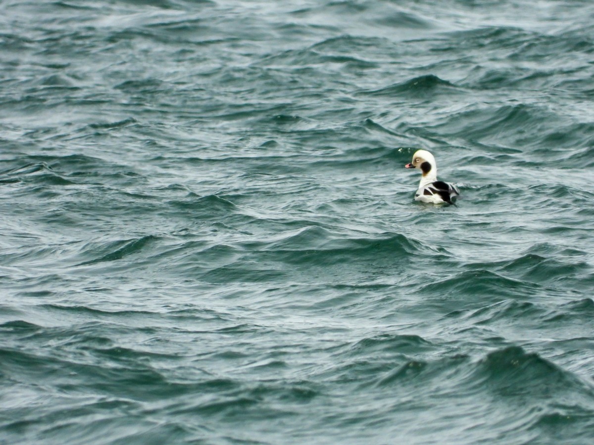 Long-tailed Duck - ML614713565