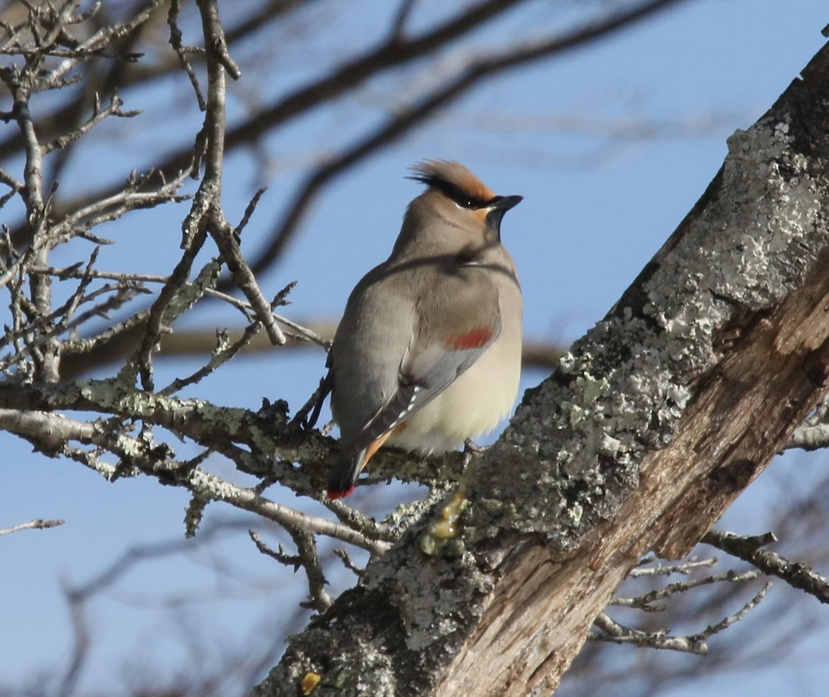 Japanese Waxwing - ML614713682