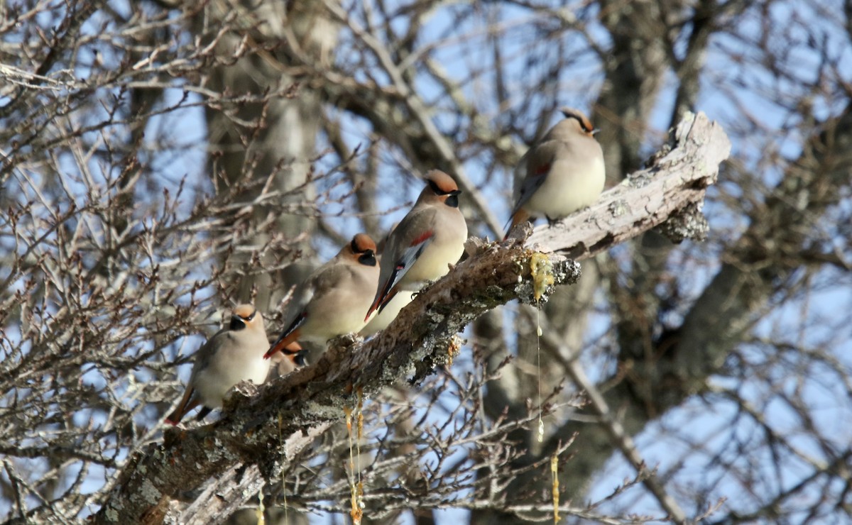 Japanese Waxwing - ML614713707