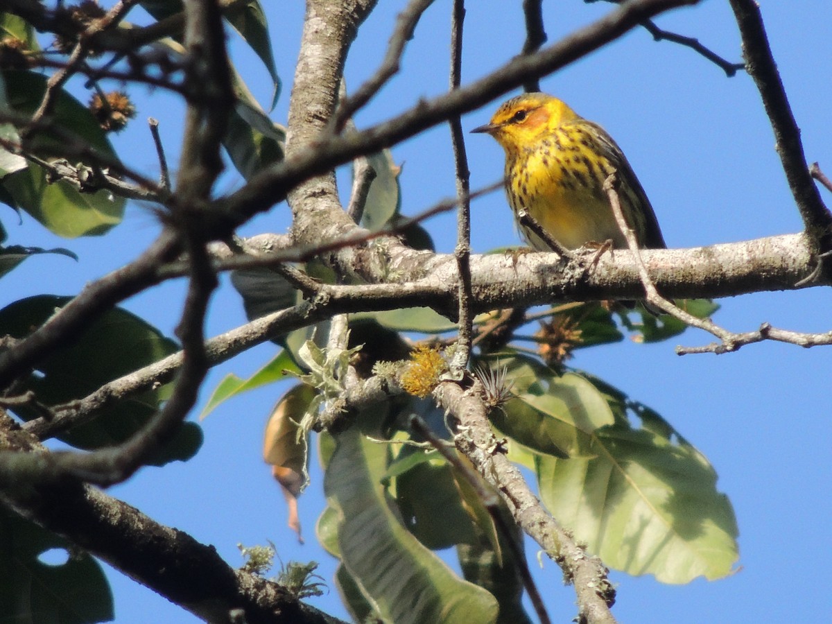Cape May Warbler - ML614713910