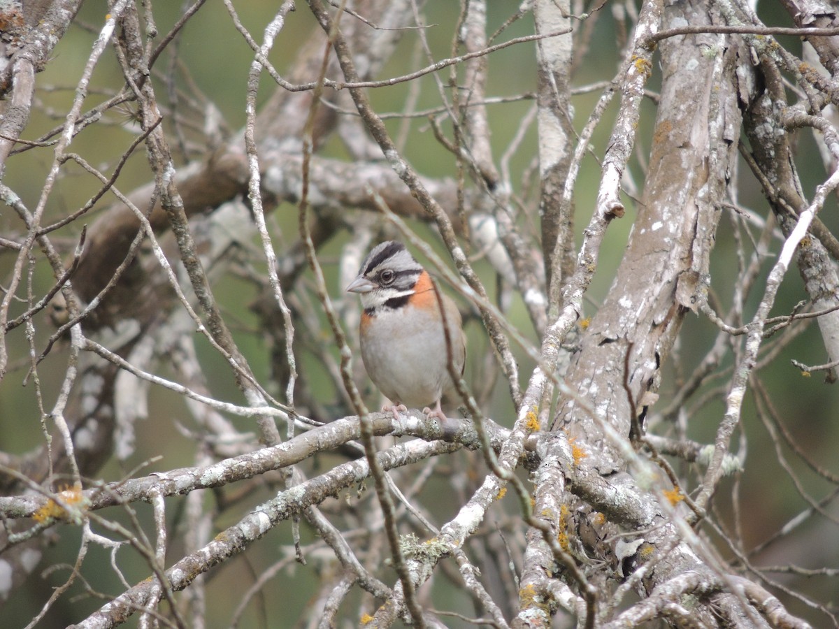 Rufous-collared Sparrow - ML614714005