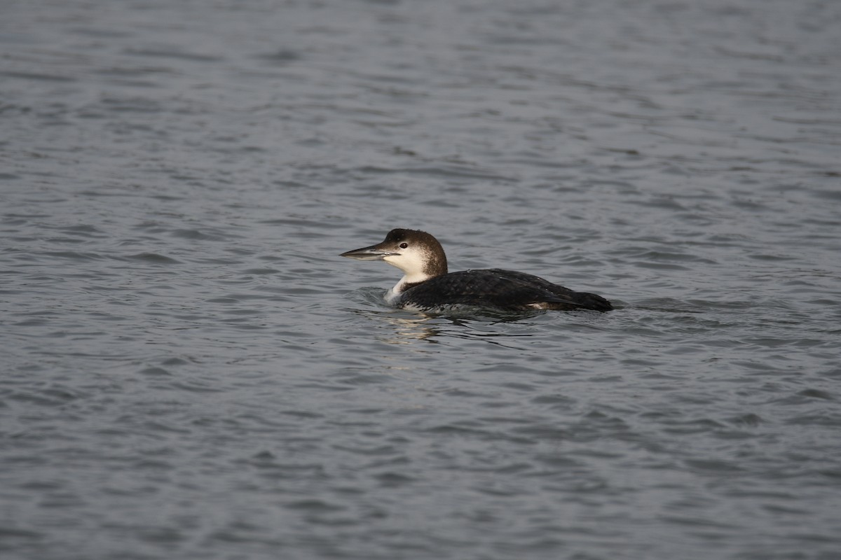 Common Loon - Kevin Roback