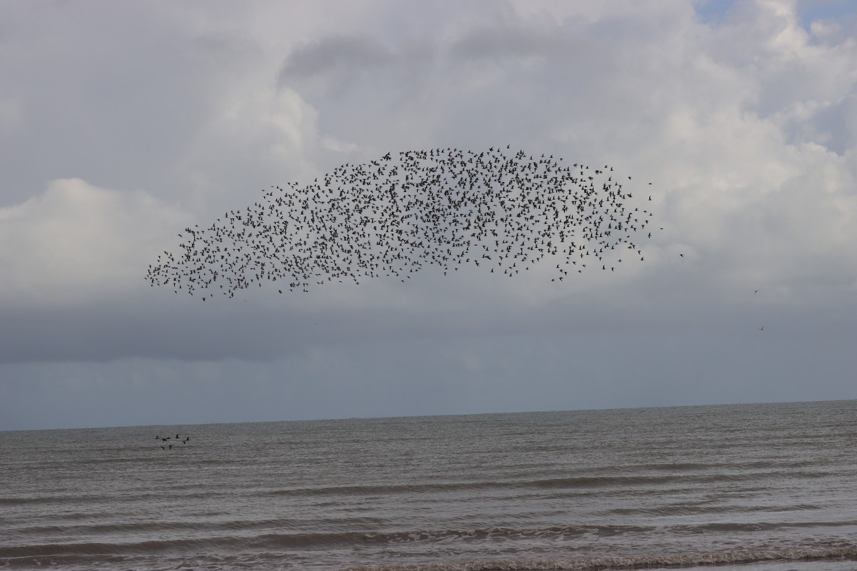 Great Knot - ML614714430