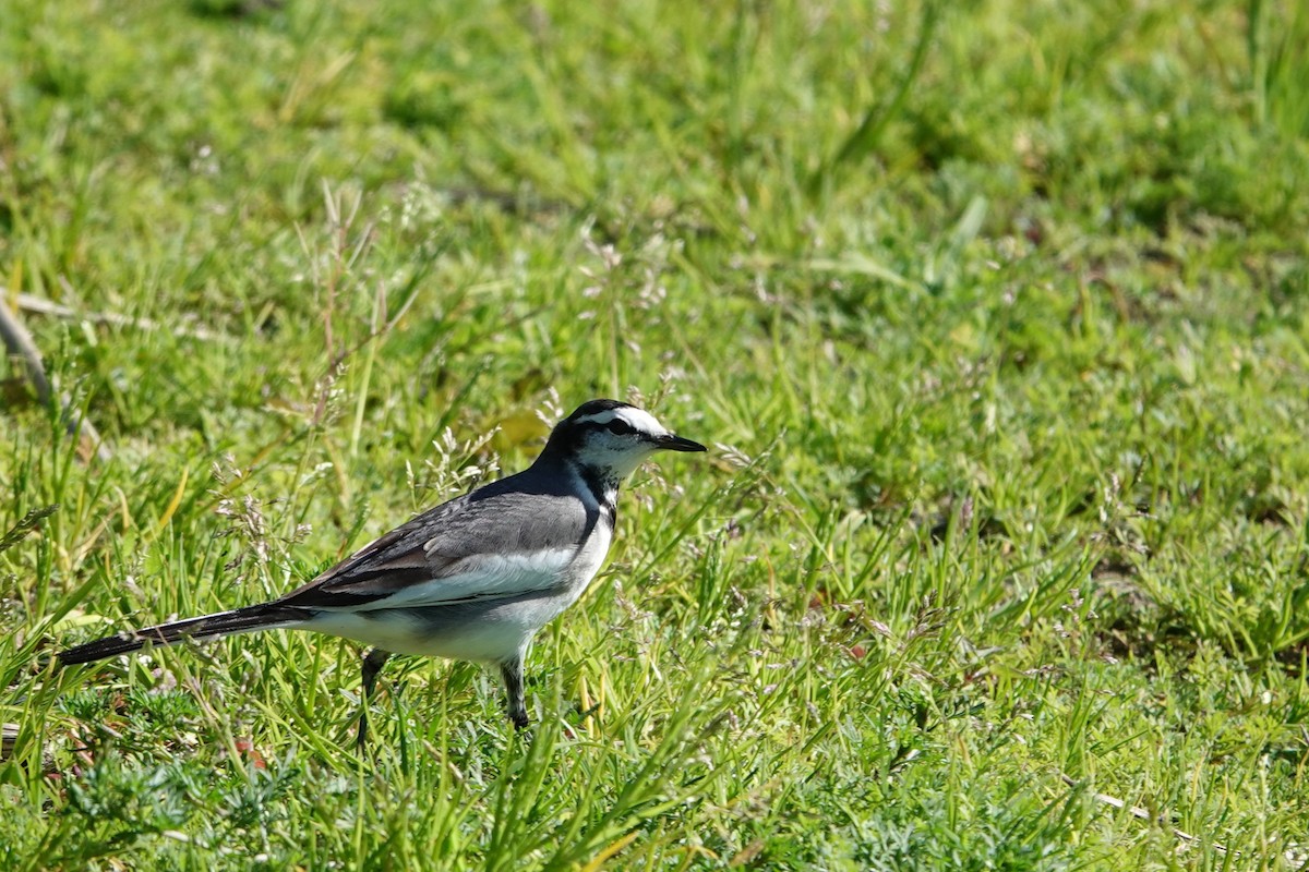 White Wagtail (Black-backed) - ML614714491