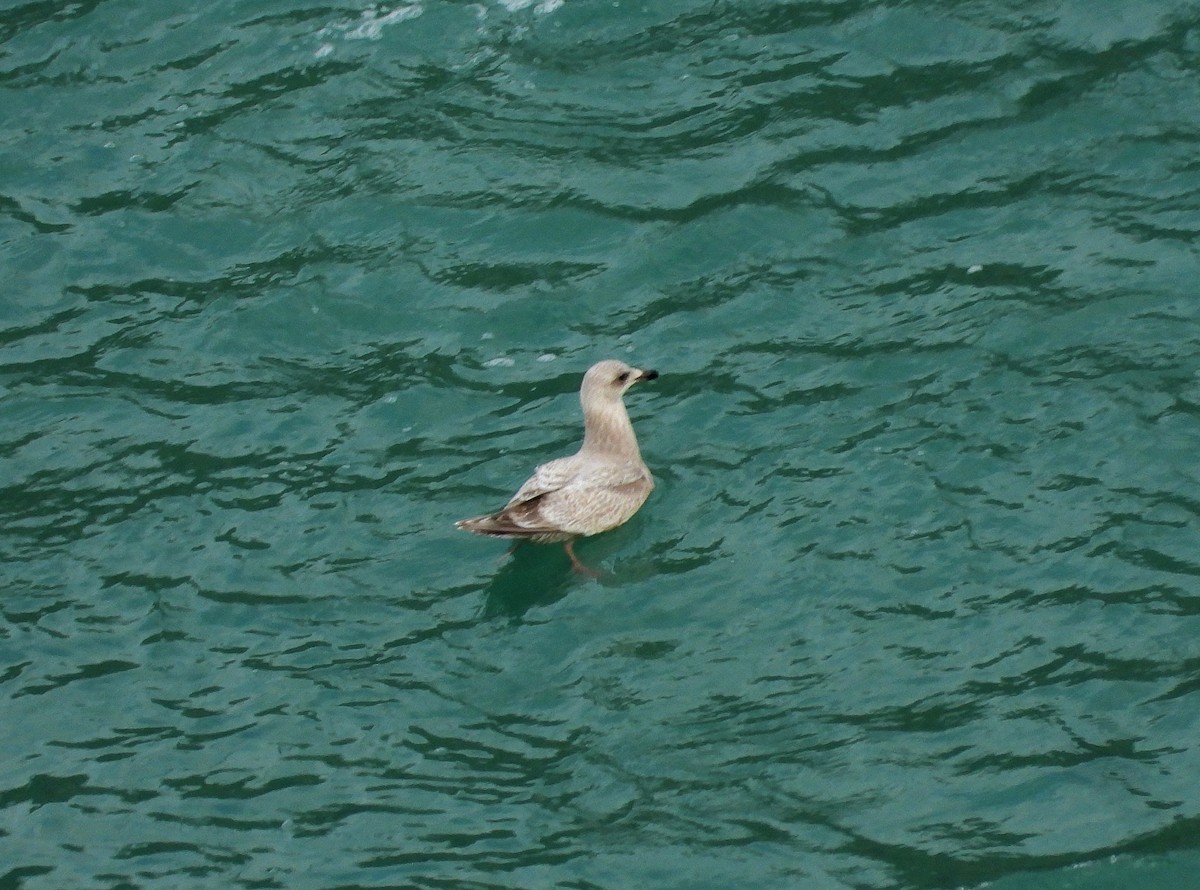 Iceland Gull (Thayer's) - ML614714604