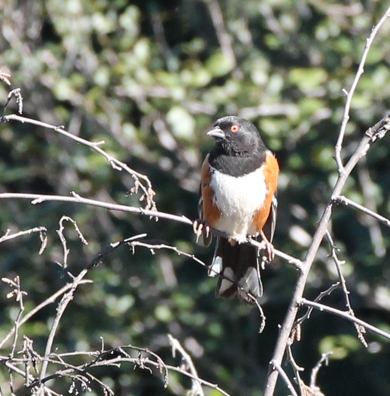 Spotted Towhee - ML614714839