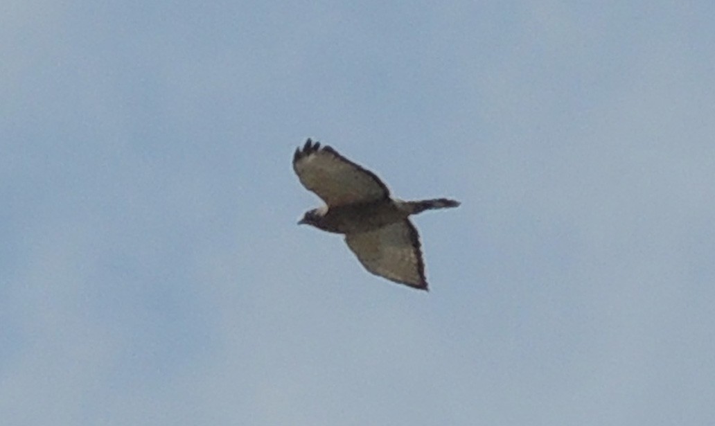 Broad-winged Hawk - ML614714927