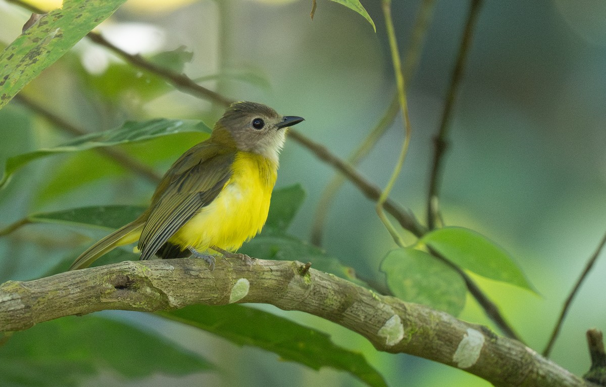 Yellow-bellied Whistler (philippinensis Group) - ML614715025
